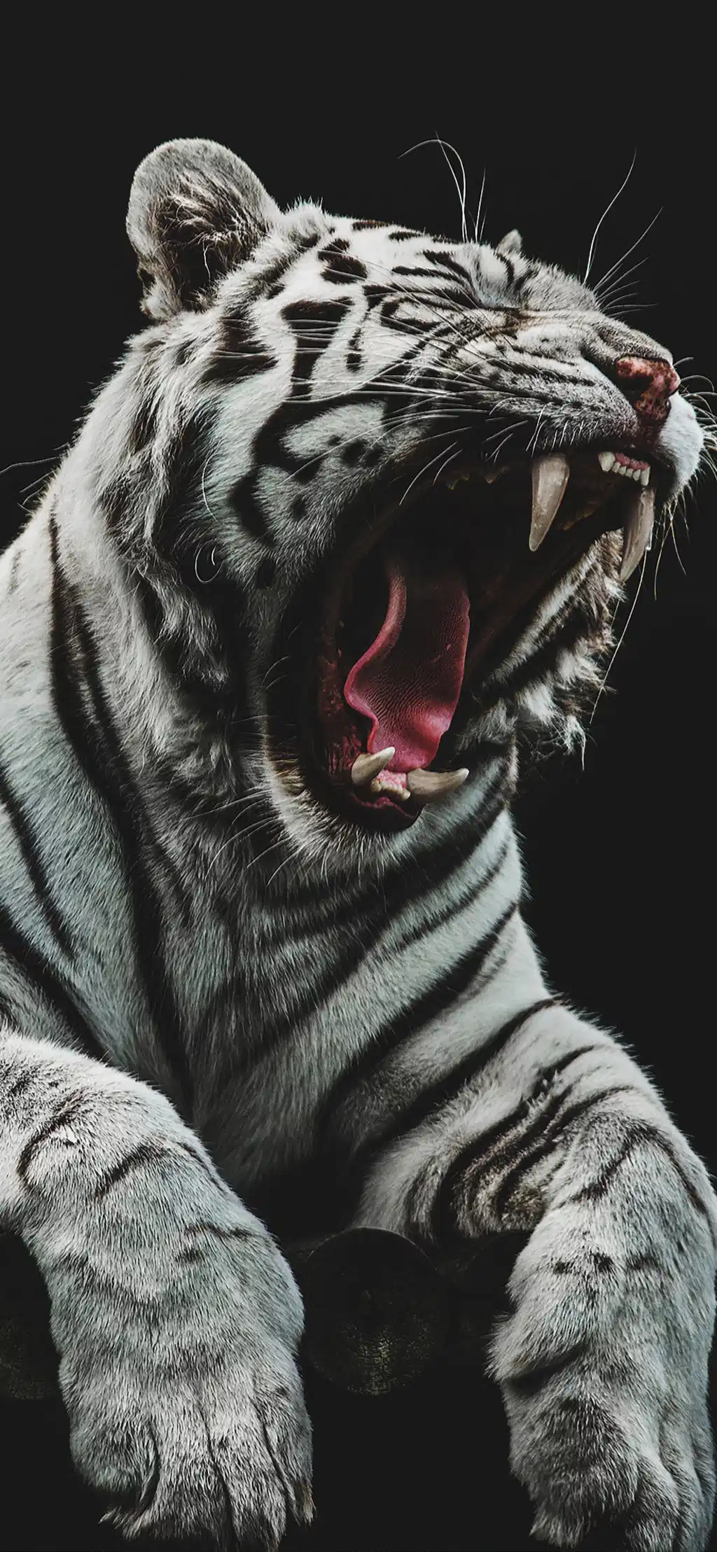 White Tiger Roaring Black Background