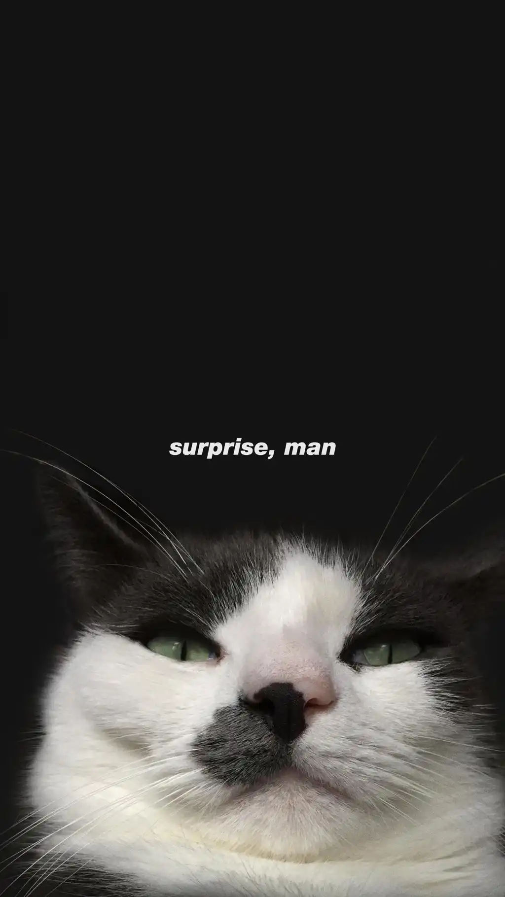 Black And White Tuxedo Cat Portrait