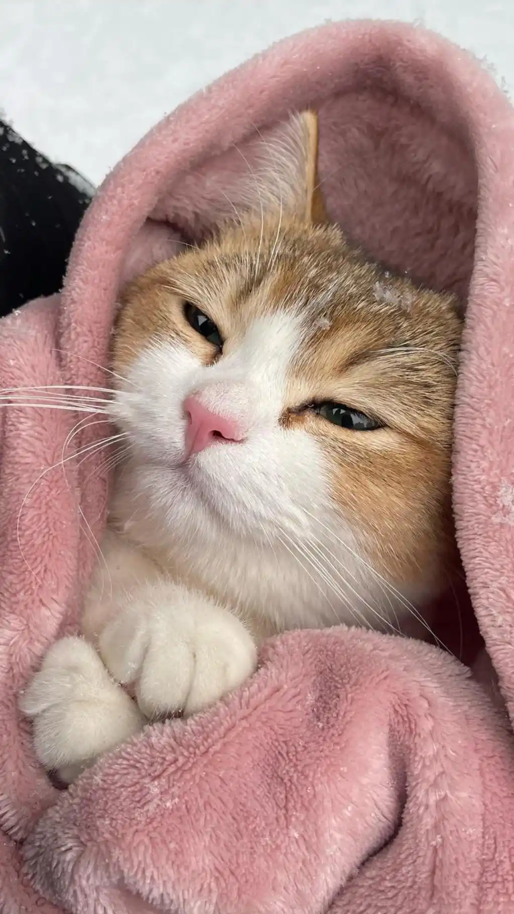 Cute Cat Wrapped In Pink Blanket