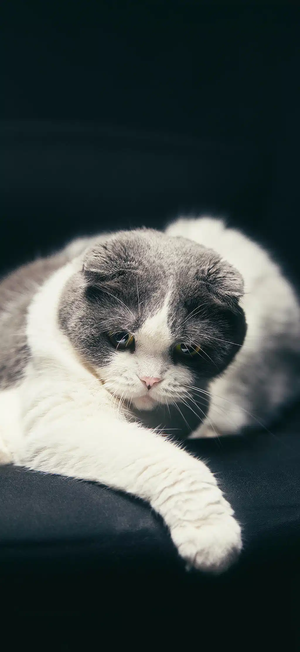 Fluffy Cat Sleeping Upside Down