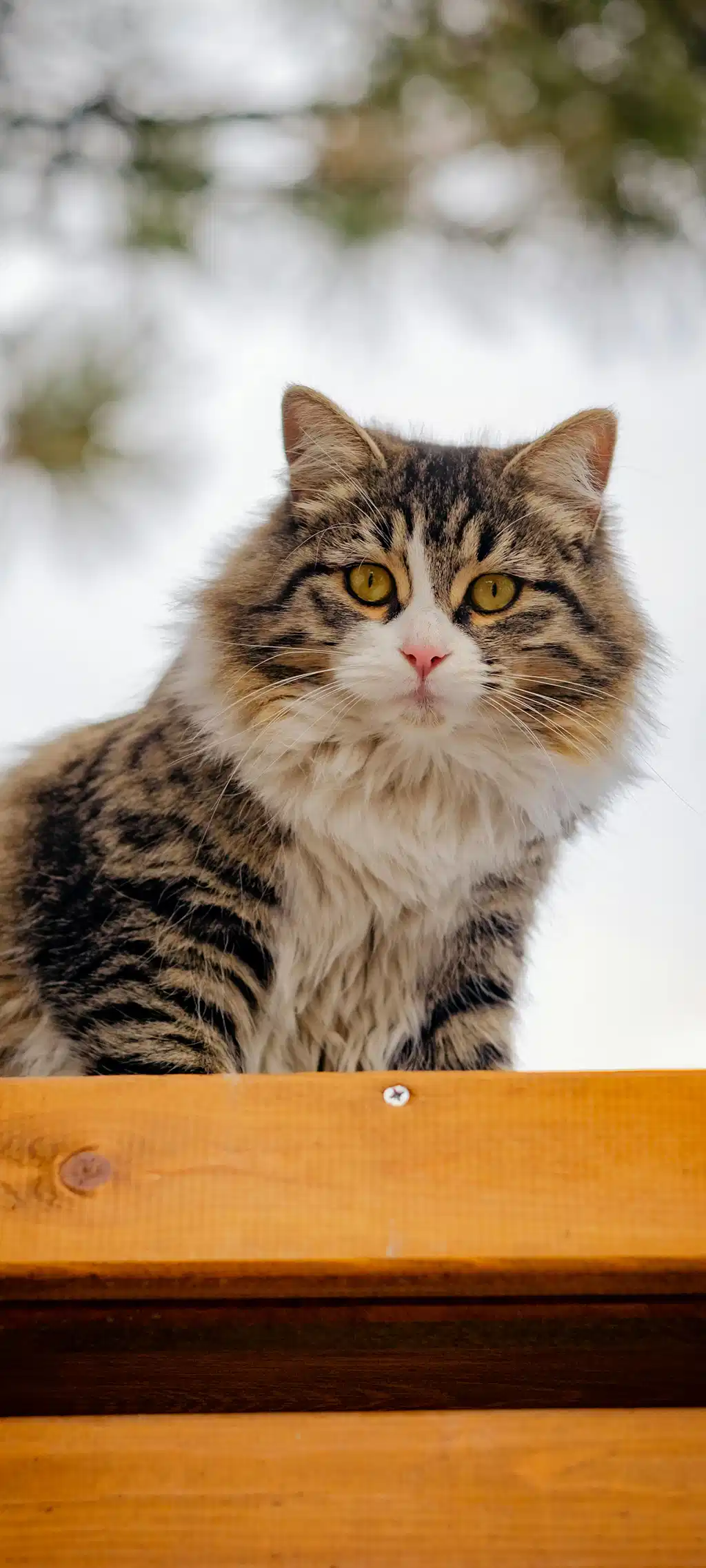 Fluffy Tabby Cat Sitting Wooden Railing