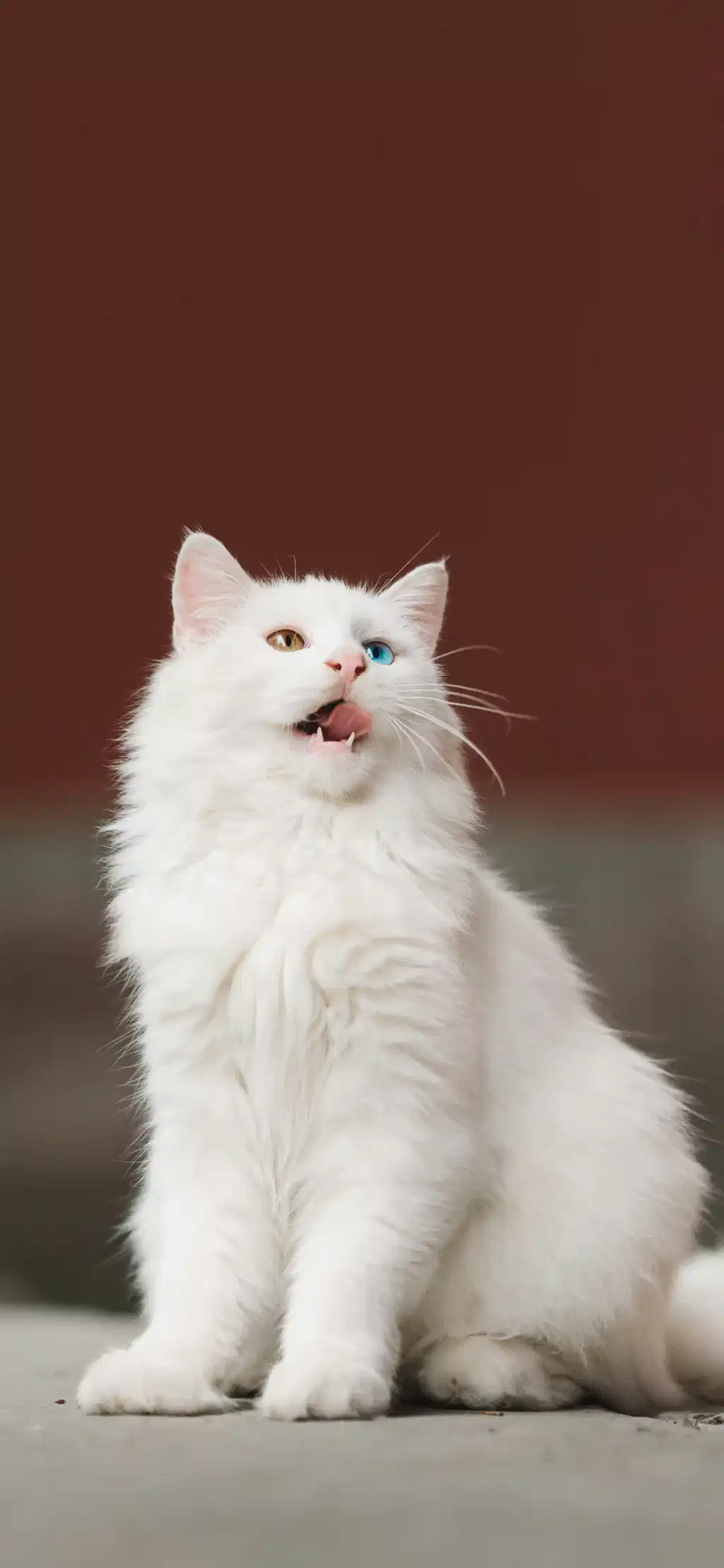 Fluffy White Cat Sitting Regal