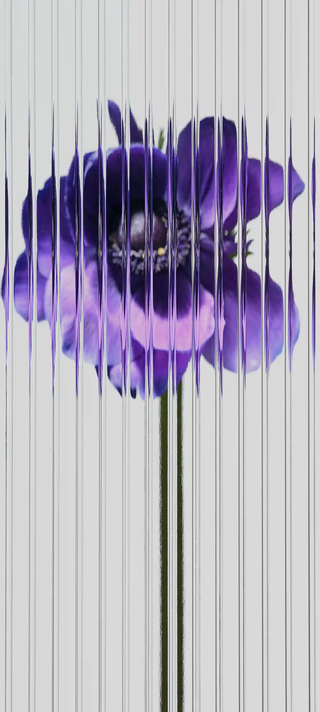 Abstract Purple Striped Flower Art