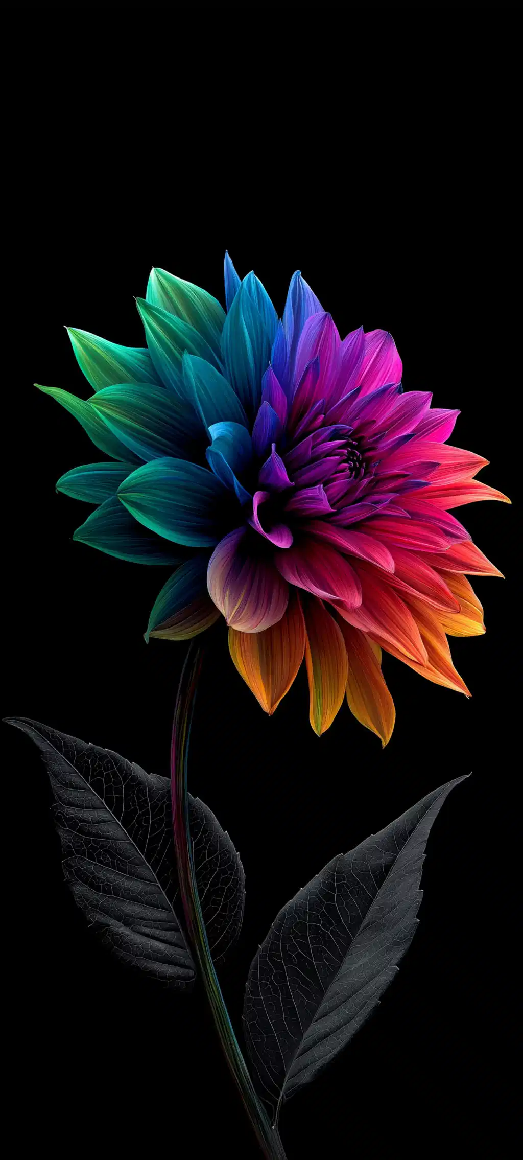 Colourful Flower Dark Background