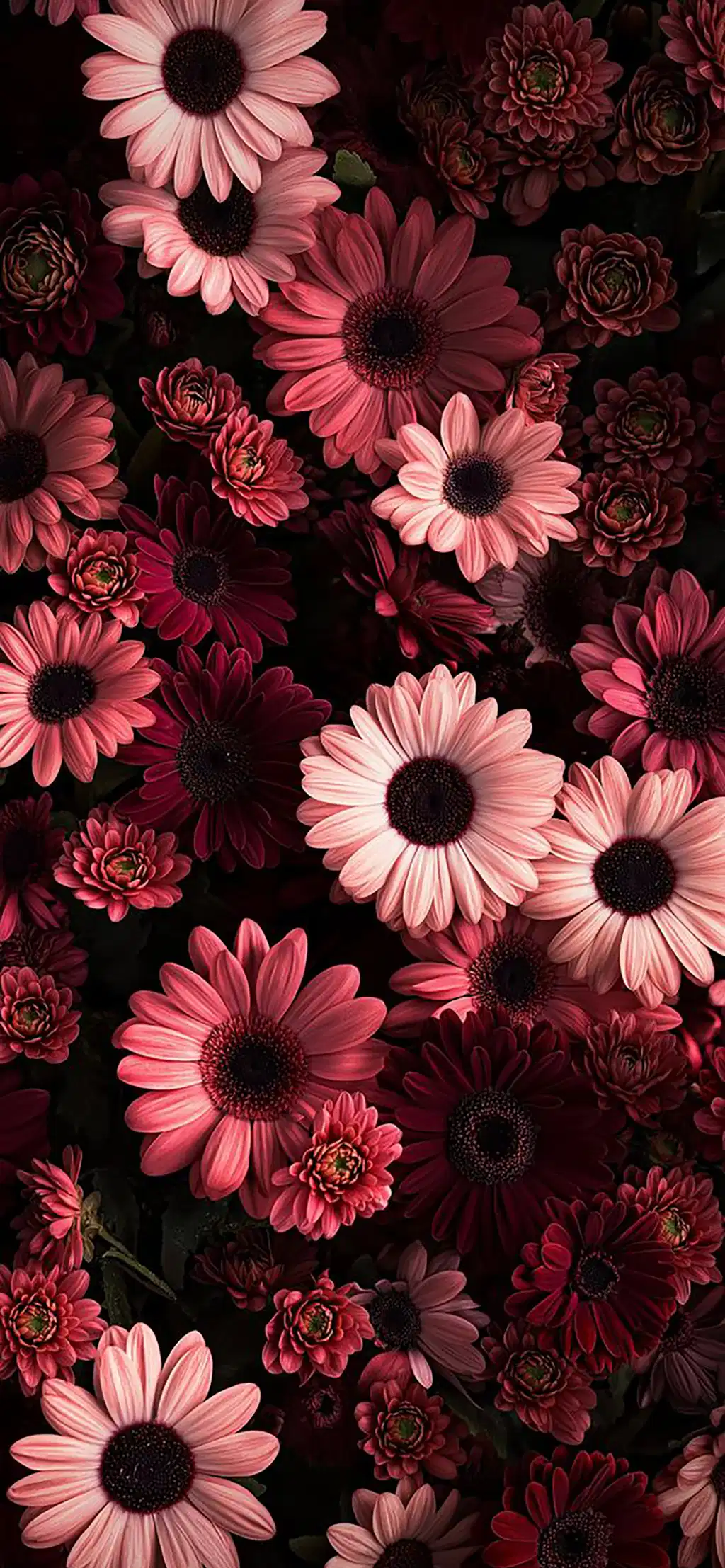 Dark Red Chrysanthemum Flowers Pattern