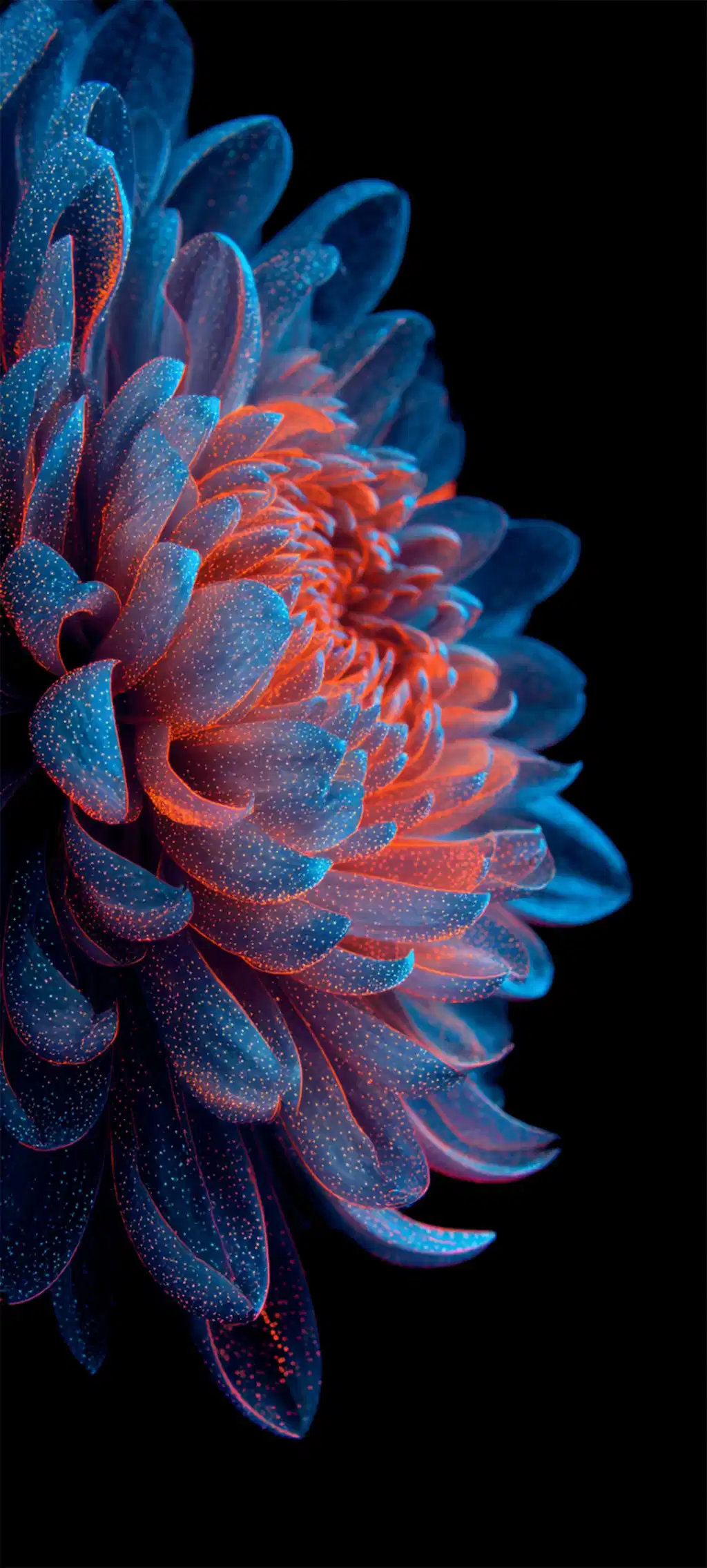 Glowing Blue Red Lotus Flower