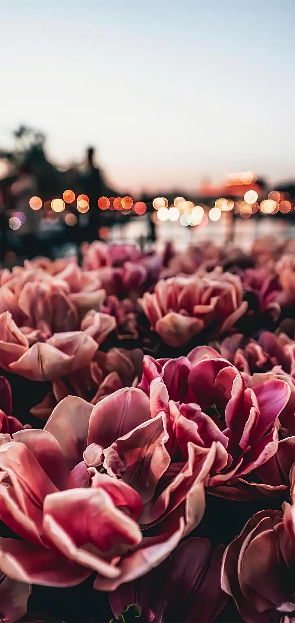 Pink Tulip Field Beautiful Sunset