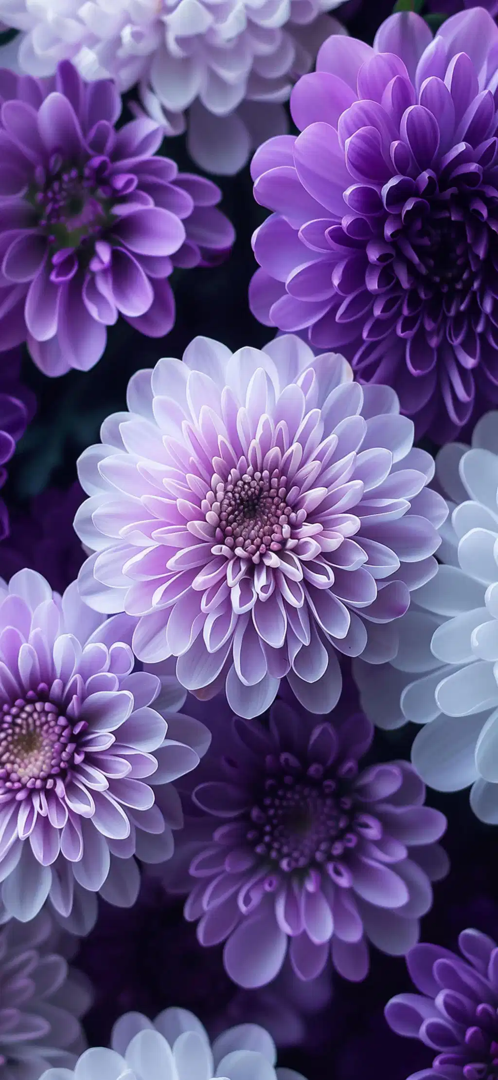 Purple Chrysanthemum Flowers Cluster