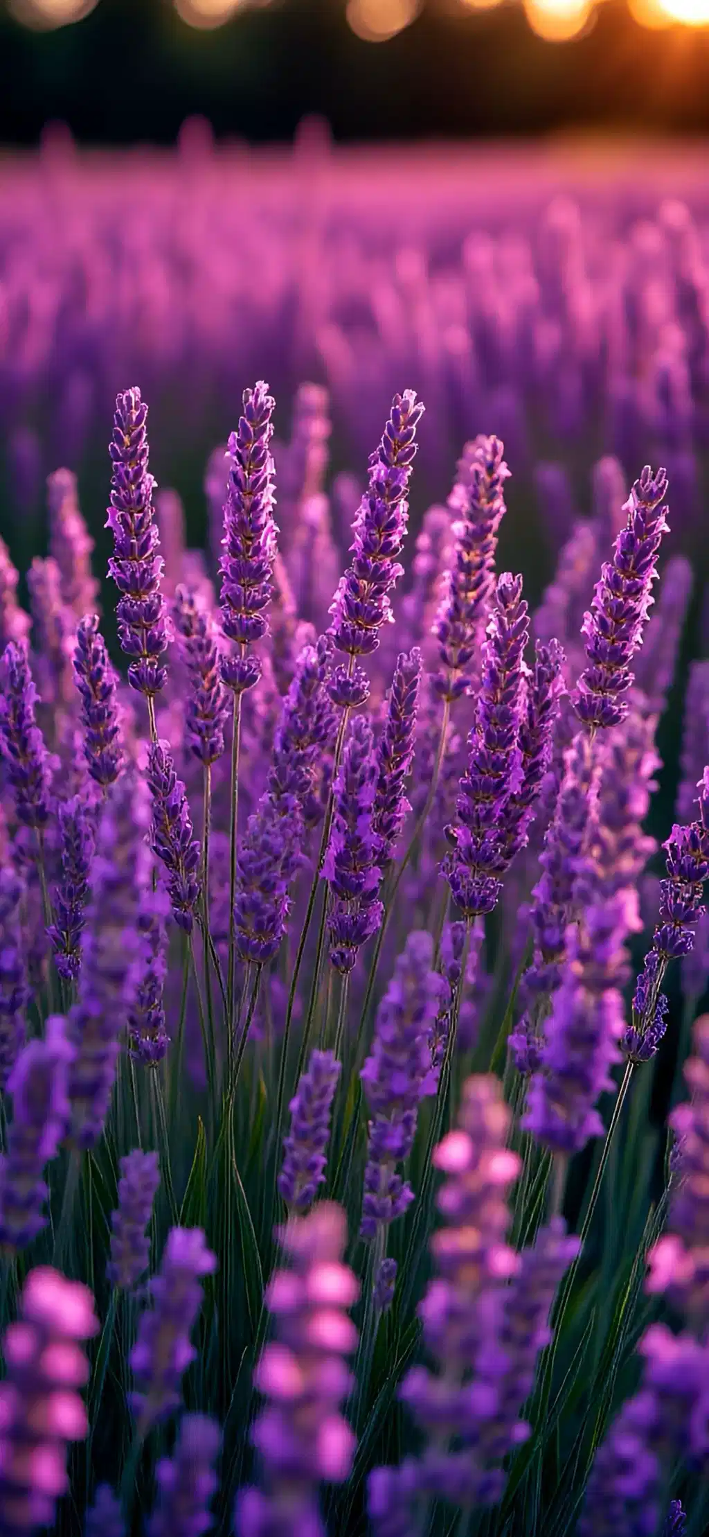 Purple Lavender Field Close Up