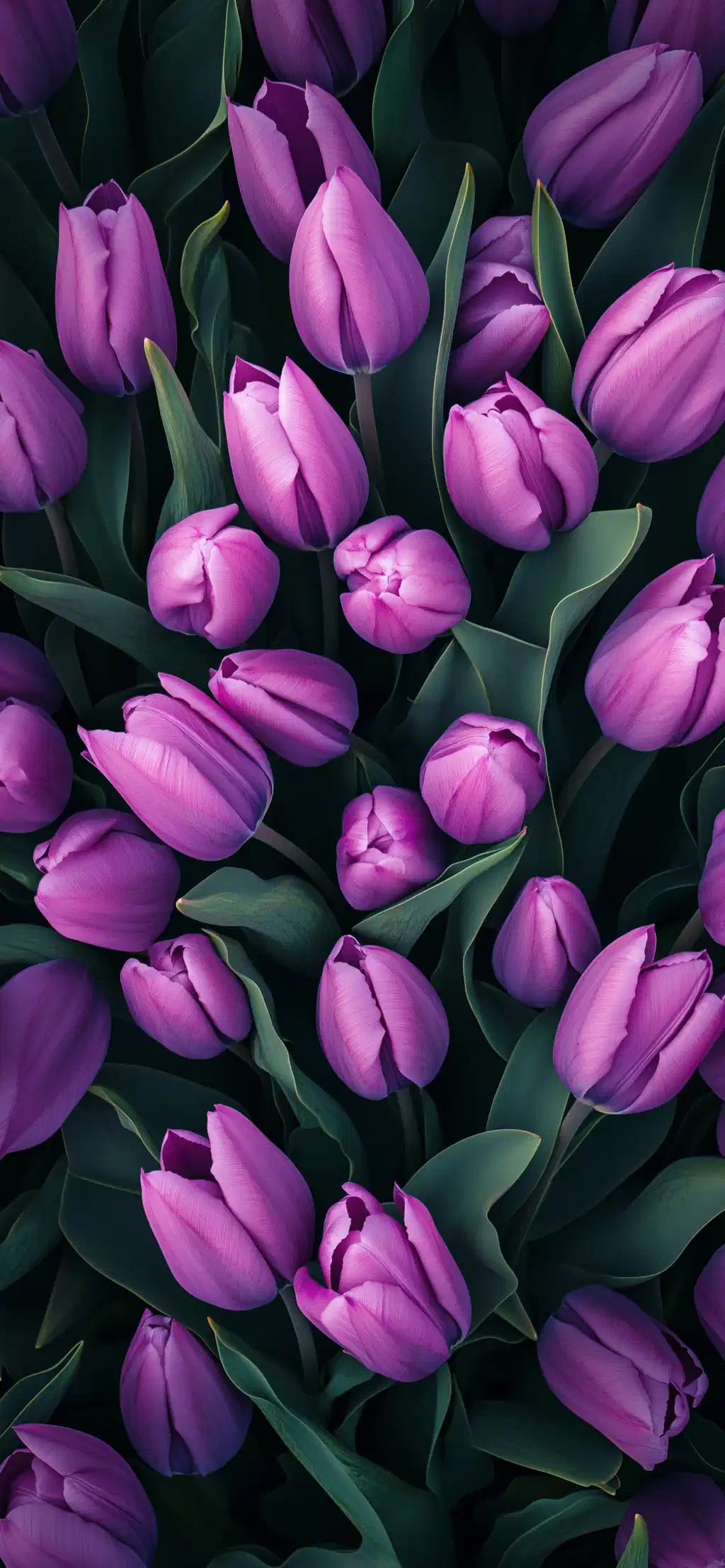 Purple Tulips Blooming Field