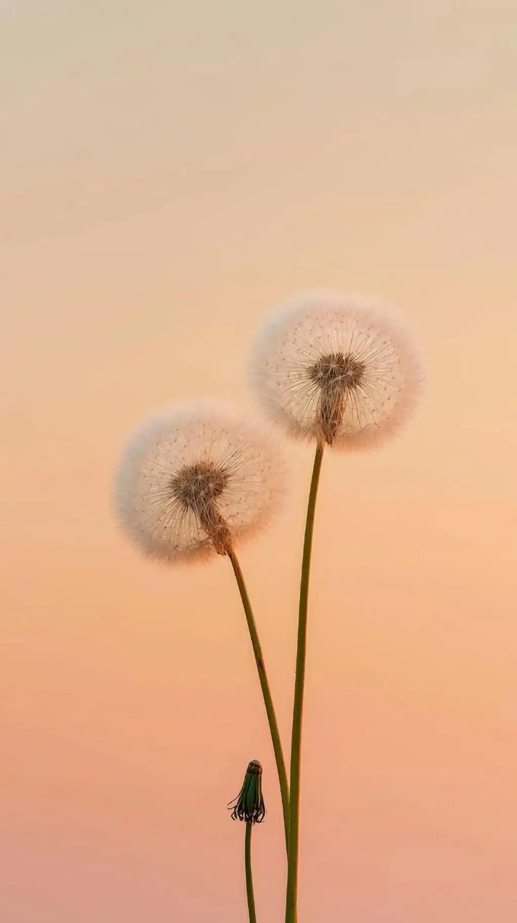 Two Dandelions Soft Pastel Background