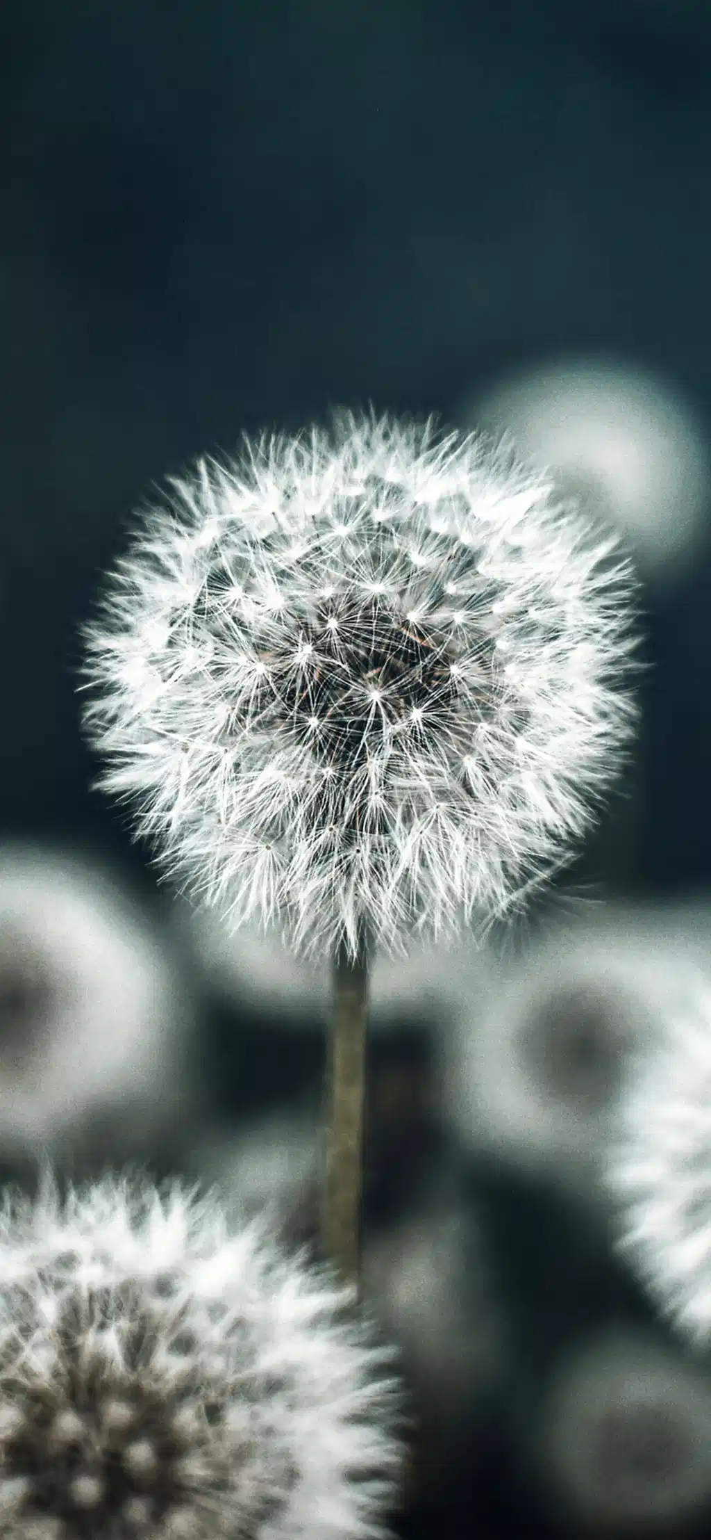 White Dandelion Fluff Macro