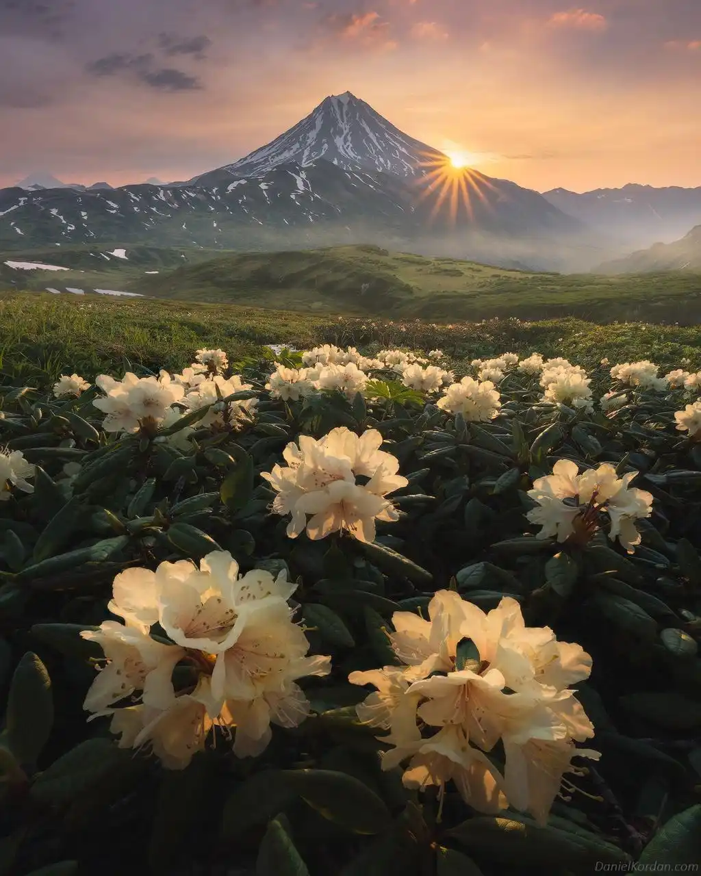 White Flower Field Mountain Sunrise